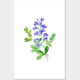 Blue False Indigo - Botanical Illustration Posters and Art